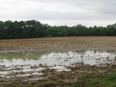 Фонд „Земеделие” изплати 1.8 млн. лв. компенсации за пропаднали площи