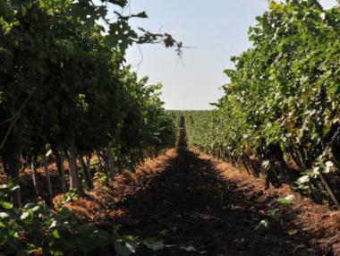 Производителите на плодове ще получат извънредно подпомагане