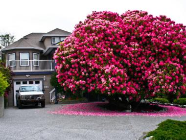 Осем от най-невероятните дървета по света