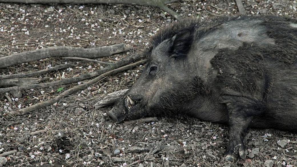 Груповият лов на дива свиня се открива в неделя