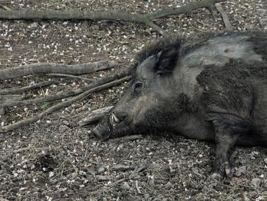 Груповият лов на дива свиня се открива в неделя