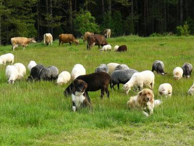 Фонд „Земеделие” дава допълнителни средства за контрол на вредителите
