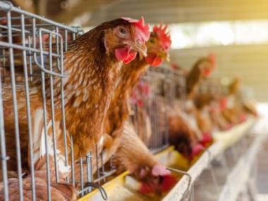 Фонд „Земеделие“ дава 7.5 млн. лв. за имунопрофилактика на животните