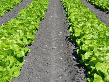 Брюксел и Лондон ще се стремят към непроменени квоти за внос