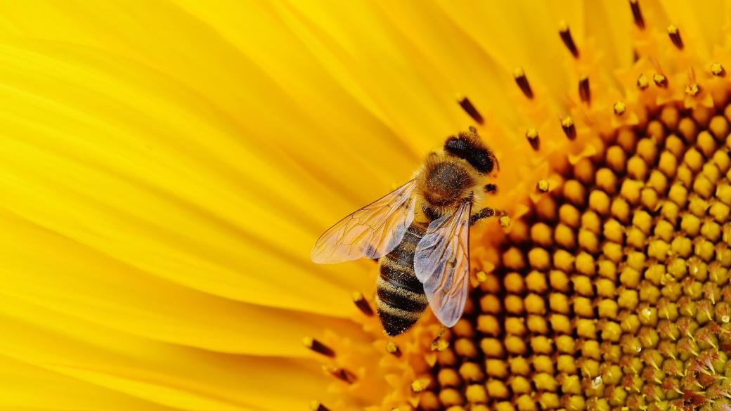 Пчеларите получиха 3.2 млн. лв. oт Фонд „Земеделие”