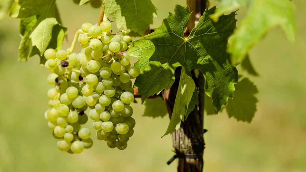 Производството на вино намалява заради необичайния климат