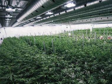 Собственикът на бира Corona купи дял в най-голямата компания за канабис