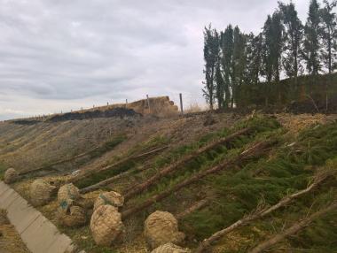 Садят 700 кипариса срещу снегонавявания между Карнобат и Бургас на АМ „Тракия“