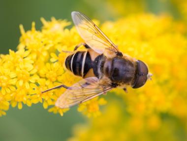 Пчеларите кандидатстват за помощ de minimis от 20 ноември