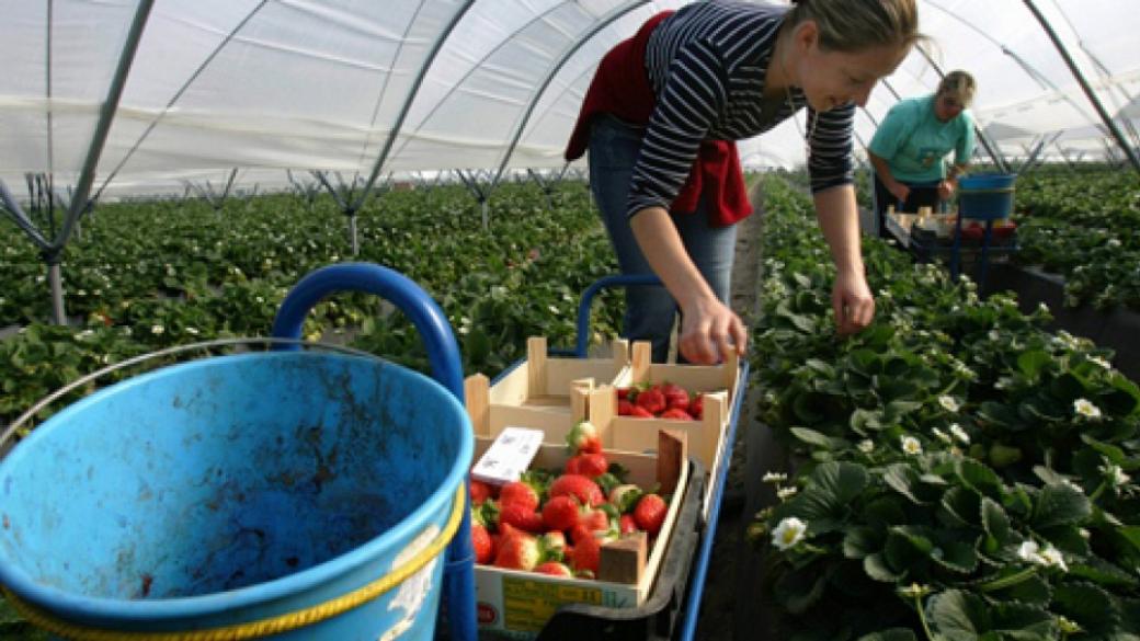 Испански работодател търси 800 работници за бране на ягоди