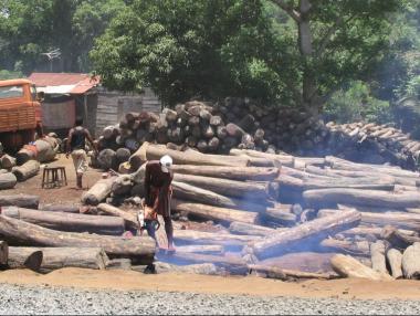 ООН: В България и още 14 страни изсичат последните стари гори в Европа