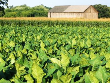 Москва се надява руснаците да спрат да си садят тютюн