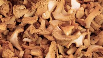 Франция откри радиоактивни гъби от Русия