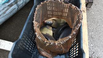 Агенцията по храните е спряла от продажба 22 кг риба