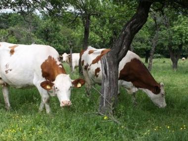 Фонд „Земеделие“ преведе още 40.5 млн. лв. от Кампания 2017