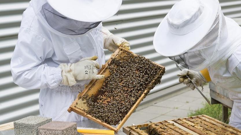Пчеларите получиха близо 2,4 млн. лева по de minimis за 2017 г.