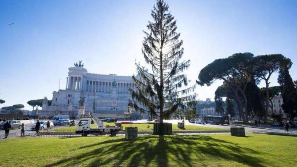 Жителите на Рим кръстиха градската елха „Плешивко“