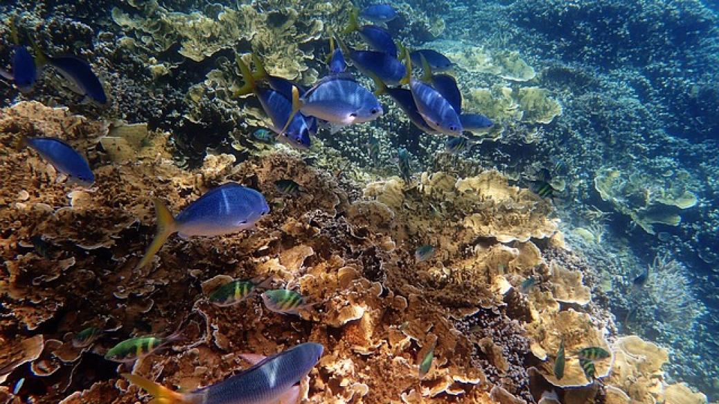 Австралия дава 2 милиона за спасяването на Големия бариерен риф