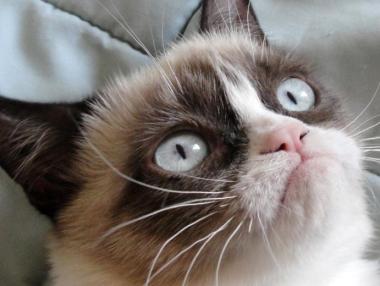 Сърдитата котка спечели дело за 710 хил. долара