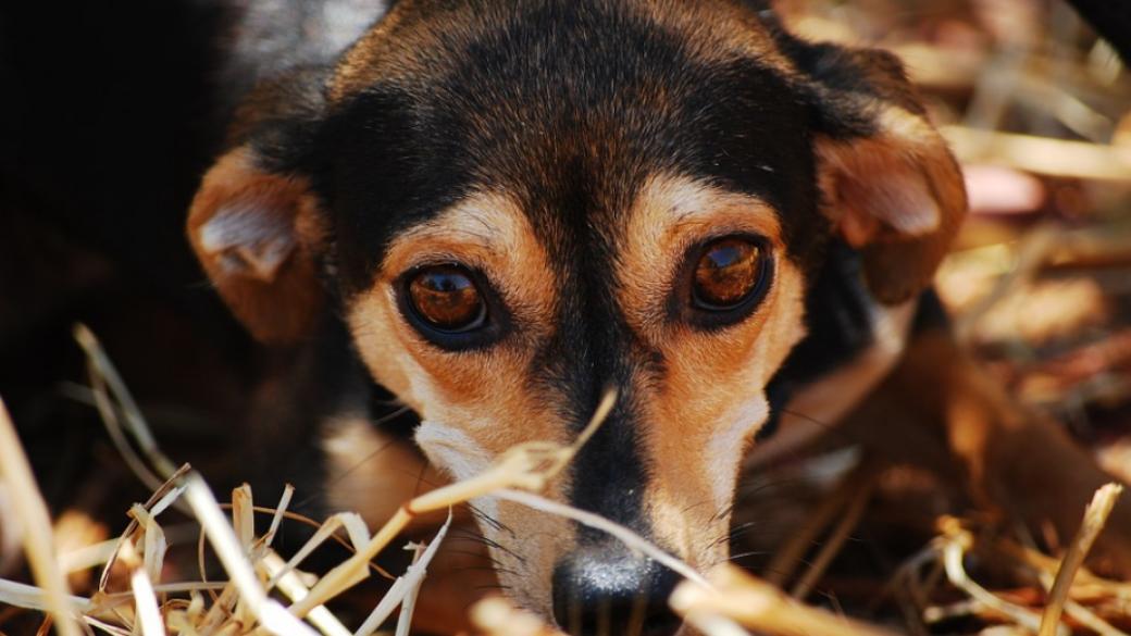 50 кучета са осиновени през януари от приютите на „Екоравновесие“
