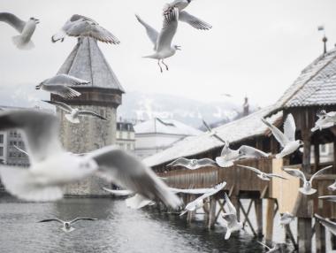 Замръзналата Европа в снимки