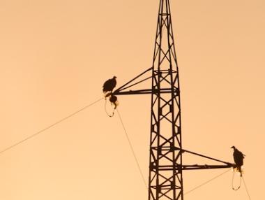 ЧЕЗ монтира метални гребени и бодливки заради белоглавите лешояди