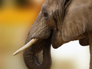 Африкански лидери призовават ЕС да спре търговията със слонова кост