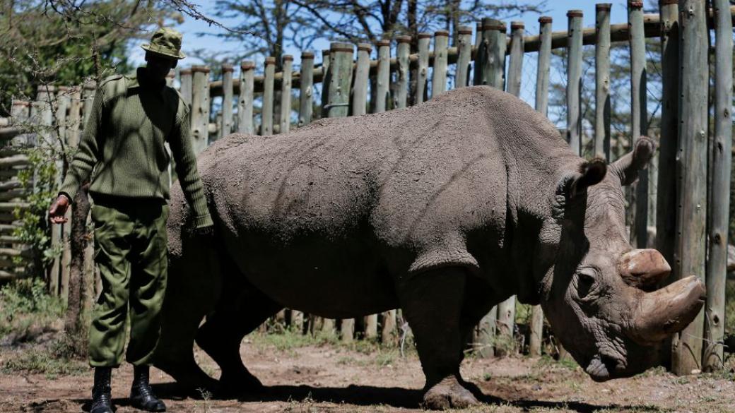 Загина последният мъжки северен бял носорог