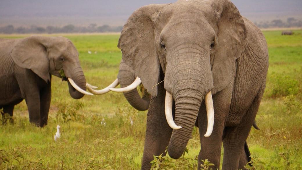Великобритания забранява търговията с предмети от слонова кост