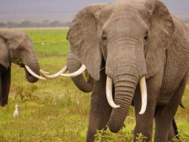 Великобритания забранява търговията с предмети от слонова кост