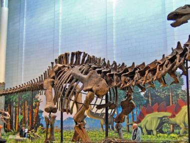 Учени откриха следи от най-големия динозавър