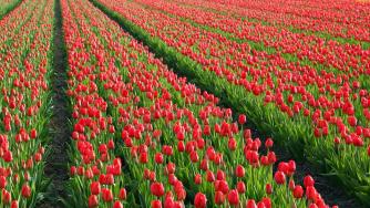 10 уникални снимки на полета с лалета в Холандия