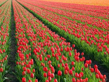 10 уникални снимки на полета с лалета в Холандия