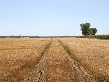 Земеделската земя е поскъпнала с близо 15% през 2017 г.