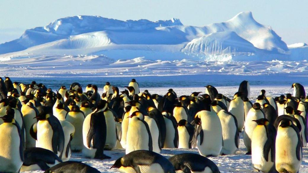 Къде може да видите пингвини в естествена среда