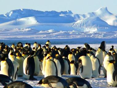 Къде може да видите пингвини в естествена среда