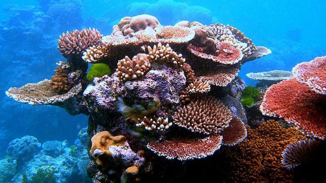 Австралия ще инвестира $380 млн. за спасение на Големия бариерен риф