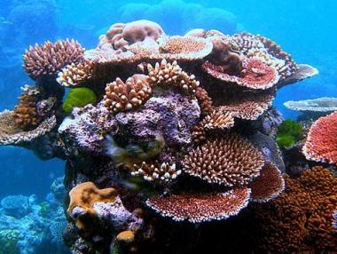 Австралия ще инвестира $380 млн. за спасение на Големия бариерен риф