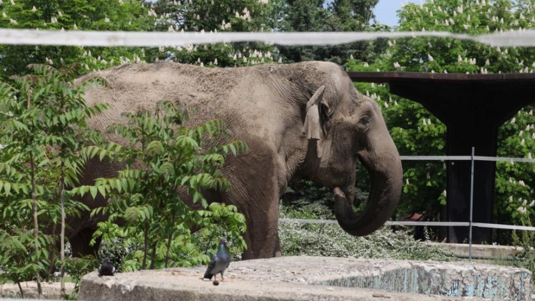 Софийският зоопарк става на 130 години