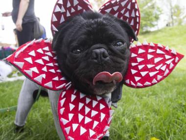 Кучета дефилират на модно шоу в Канада