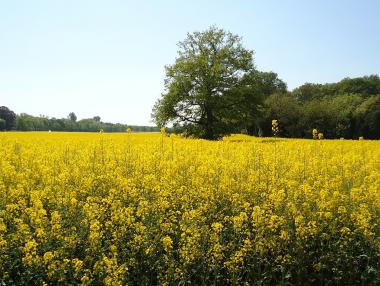 Горивата ще трябва да са 6% био от септември