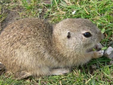 Местят колония лалугери заради строителството на язовир „Луда Яна“