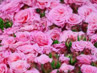 Държавата отпуска извънредна помощ за розопроизводителите