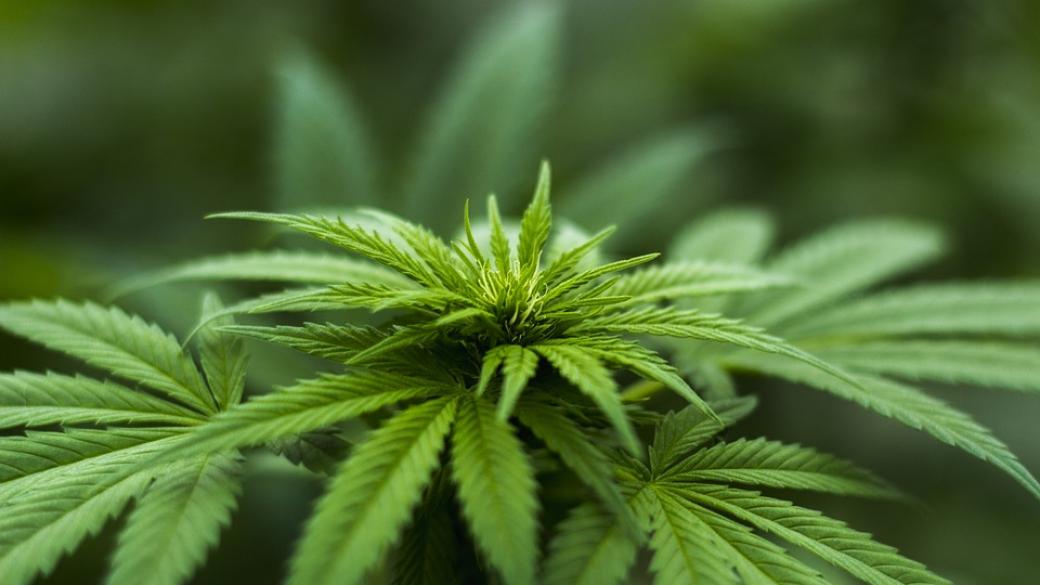 Канада легализира марихуаната