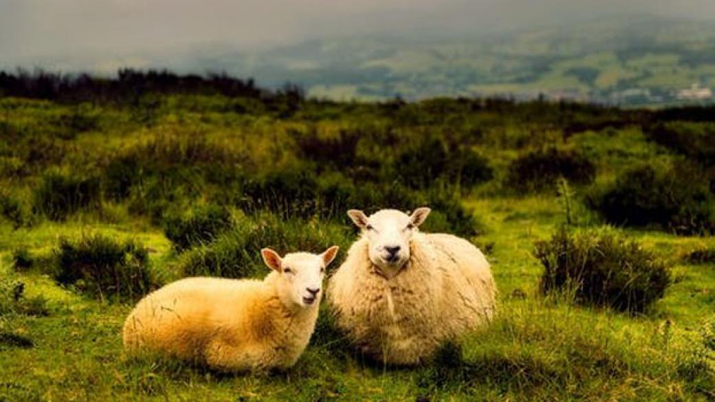 Фонд „Земеделие“ увеличава помощта „де минимис“ за овце и кози