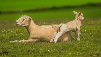 Порожанов потвърди наличието на чума в две стада