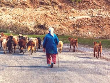 Преведоха над 1 млн. лева на стопаните заради засегнатите от чумата овце и кози