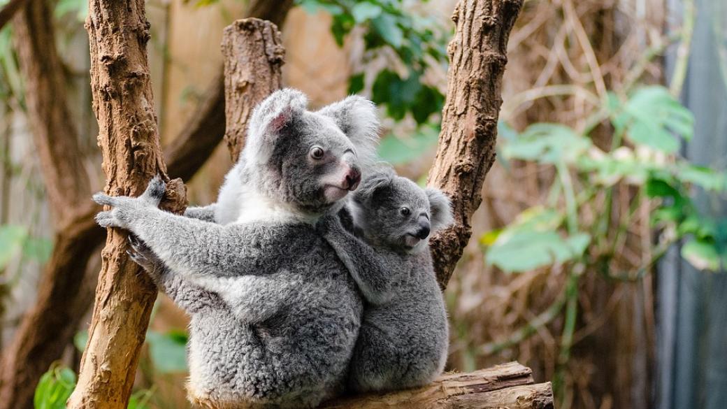 10 причини да посетите Австралия