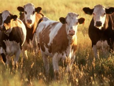 ДФЗ е изплатил над 2 млн. лв. на засегнати стопанства