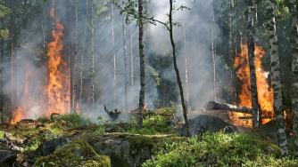ООН: Пожарите в Северното полукълбо ще повлияят дългосрочно на климата